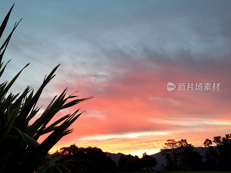 Phormium Sunset，新西兰农村